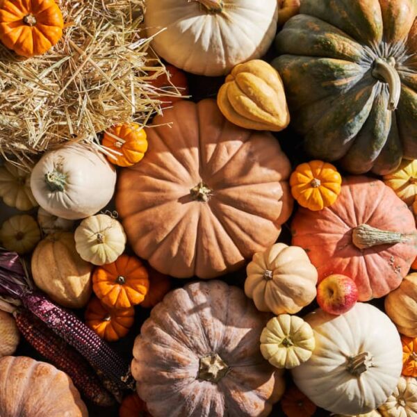 Fall Package No.1