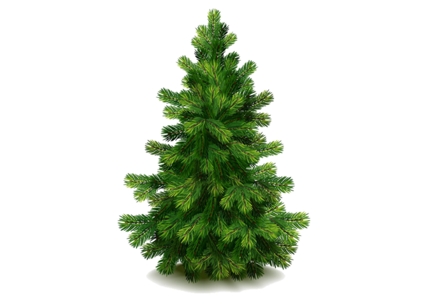 Premium White Pine Real Christmas Tree