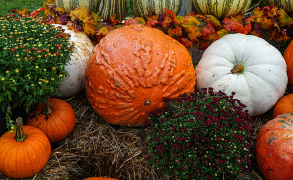 Fall Package No.4