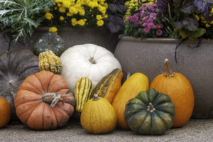 Fall Package No.2