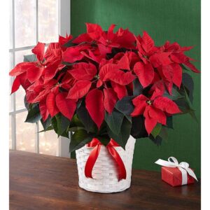 custom decorated poinsettia