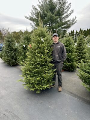 Frasier Fir - Real Christmas Tree