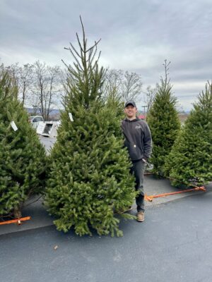 Douglas Fir - Real Christmas Tree