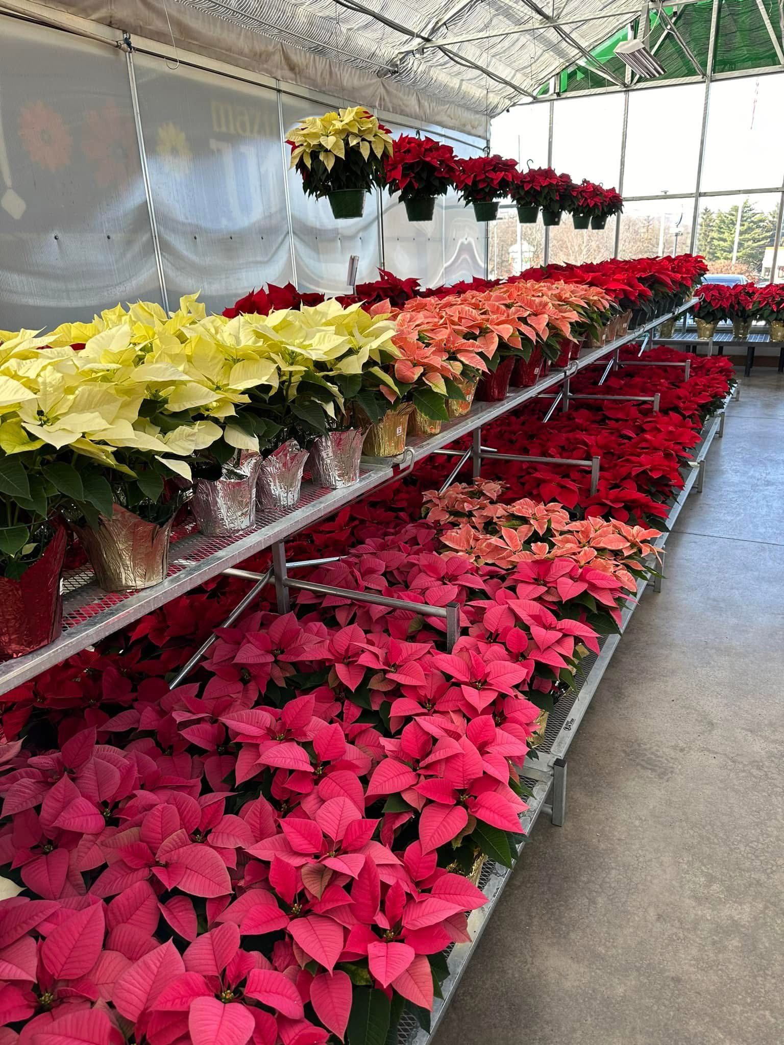 Poinsettias